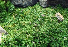 Mentha requienii